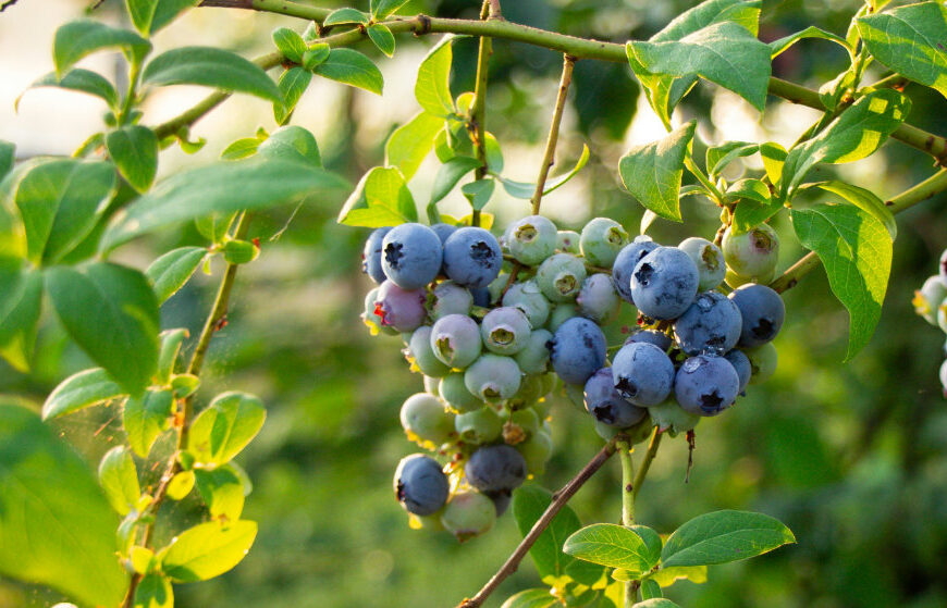 Discover the Power of Blueberry Soap: A Treat for Your Skin