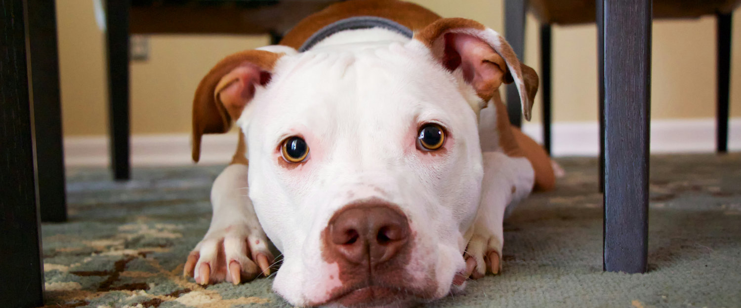 Pitbull lying under table, looking up curiously.