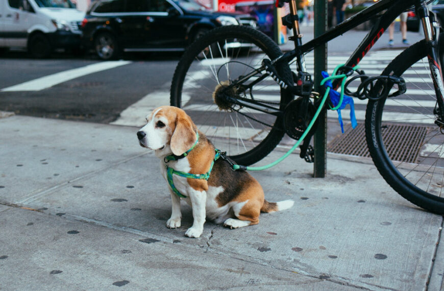Beagle sitting by parked bicycle on city sidewalk.