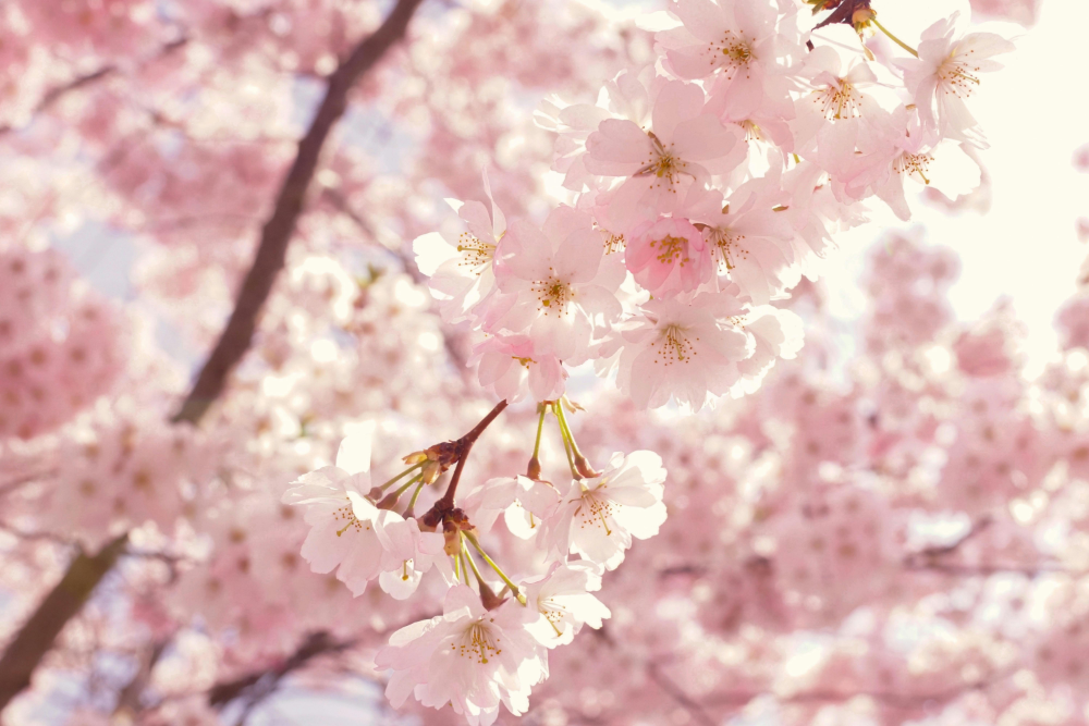 Close-up of pink cherry blossoms on tree branch.